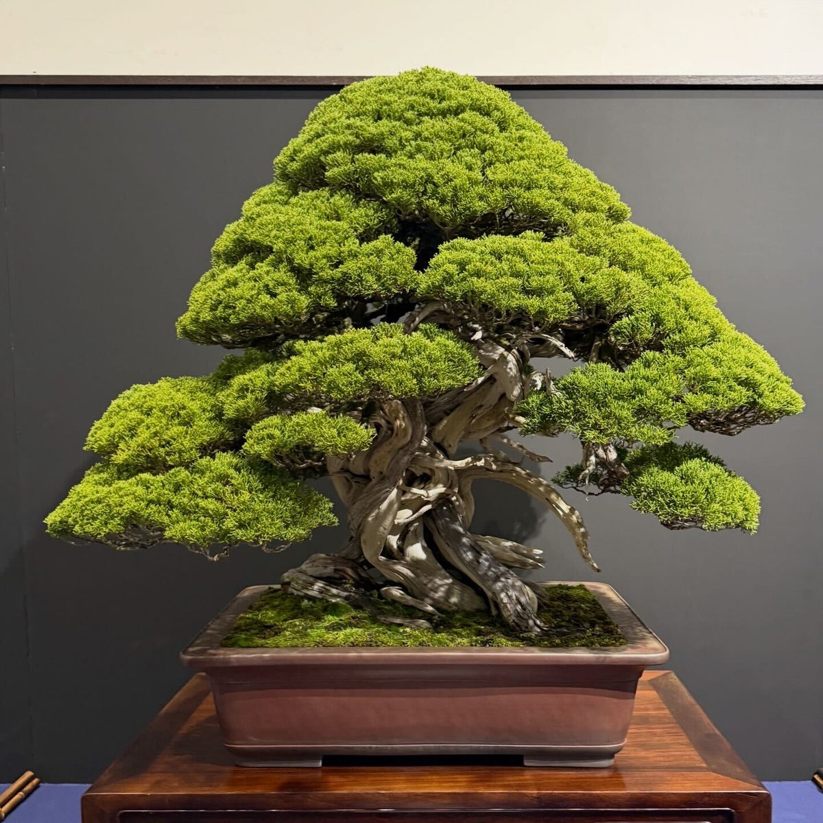國風展100週年：Wazakura Japan 出席東京盆栽最高殿堂｜日本盆栽工具