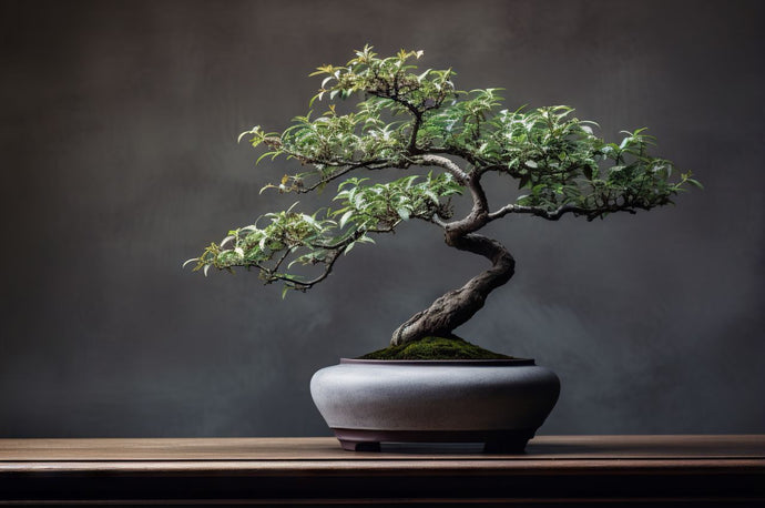 Vol#21 Differences in Bonsai Styles