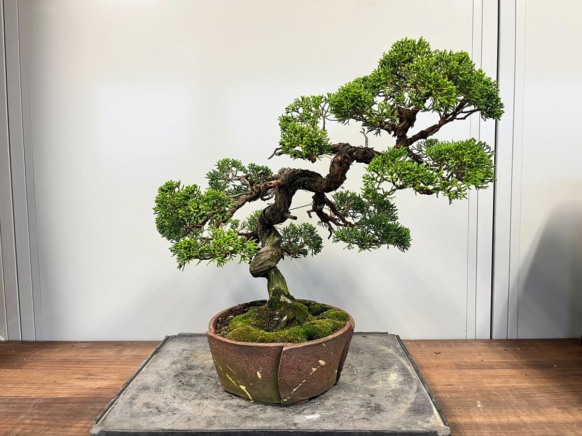 Vol#26 欣賞與尊重盆栽的獨特個性| | Wazakura 博文專欄– Wazakura Japan