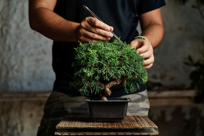 Vol#17 Leaf Pruning, Leaf Cutting, and Leaf Thinning: Perfecting Your Bonsai Care Routine