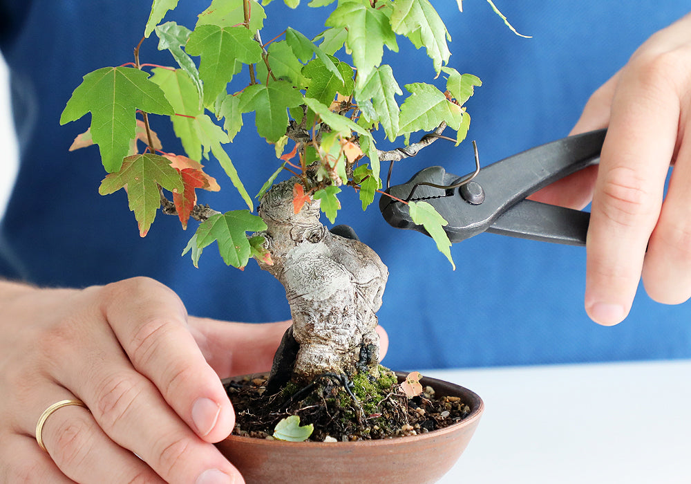 Pick Your Bonsai Tools How to Bonsai Wazakura Japan