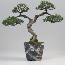 Laden Sie das Bild in den Galerie-Viewer, Bonsai tree in a pot with a gray background