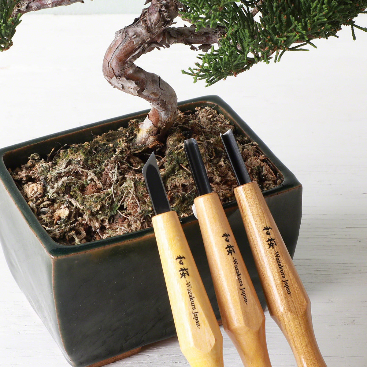 Wazakura Bonsai Jin en Shari creatiesgereedschap – Met de hand Gereedschapsset voor Jin Shari, Houtbewerking (3-delige Bonsai Jin en Shari set, Mini Formaat Wazakura Bonsai Jin en Shari creatiesgereedschap – Met de hand Gereedschapsset voor Jin Shari, Houtbewerking (3-delige Bonsai Jin en Shari set, Mini Formaat