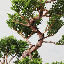 將圖片載入圖庫檢視器 Black Aluminum Bonsai Training Wire 150g, 1mm - 6mm - Wazakura Japan