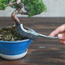 Laden Sie das Bild in den Galerie-Viewer, Hand hoding a bonsai brus in front of bonsai tree