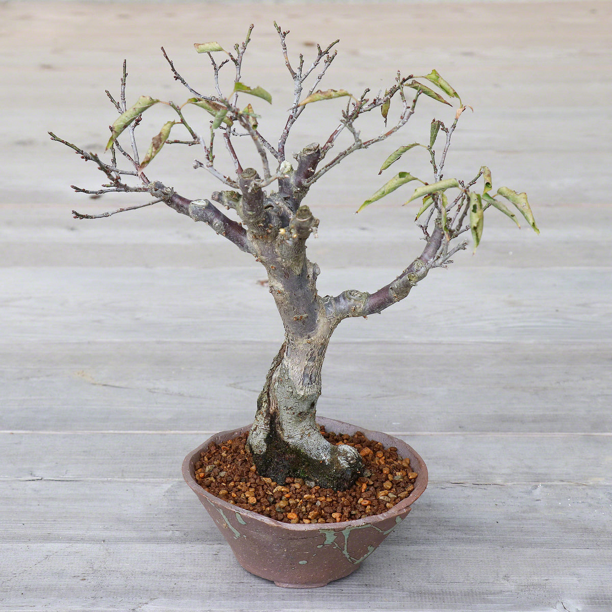 Tokoname Rustic Tatara Bonsai Pot 6.3