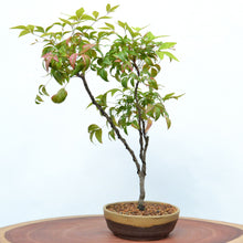 Load image into Gallery viewer, [ Shigaraki Series ] Sand Brown Stripe Glazed Bonsai Pot 6.6&quot; (170 mm)
