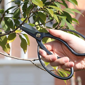 Hand using the traditional scissors to cut a branch