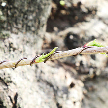 Load image into Gallery viewer, Brown Aluminum Bonsai Training Wire 150g, 1mm - 6mm - Wazakura Japan