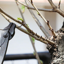 Load image into Gallery viewer, Brown Aluminum Bonsai Training Wire 150g, 1mm - 6mm - Wazakura Japan