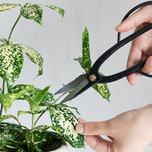 Load image into Gallery viewer, Hand holding Ashinaga Scissors about to cut a plant&#39;s leaf
