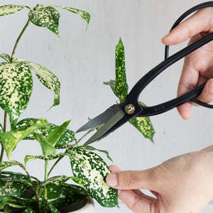 Hand holding Ashinaga Scissors about to cut a plant's leaf