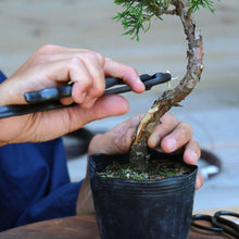 Load image into Gallery viewer, hand holding the bonsai pliers while removing bark from a bonsai tree