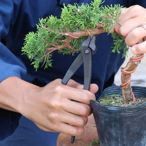 hand holding the pliers while adjusting wire ona bonsai tree