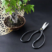 Load image into Gallery viewer, Traditional Scissors presented on Black background wnext to small bonsai
