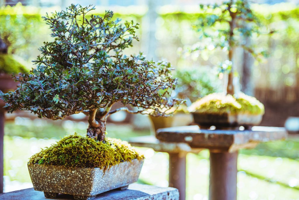 Bonsai draadtang zwart staal 180 - Bonsai gereedschap - Bonsaihobby Bonsai draadtang zwart staal 180 - Bonsai gereedschap - Bonsaihobby
