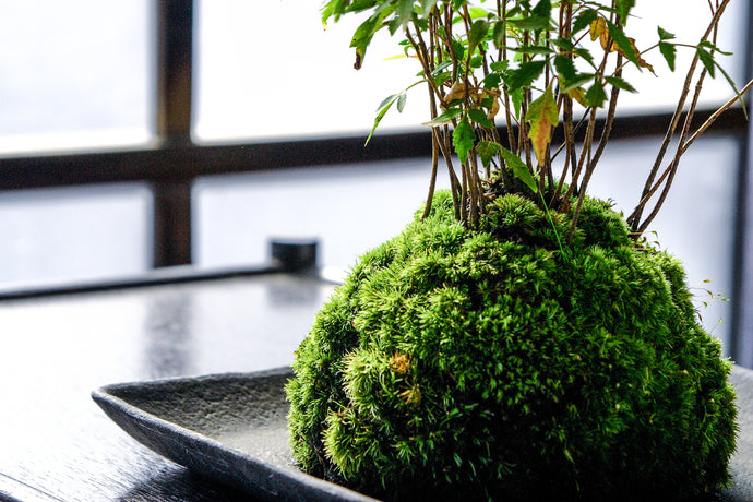 Matching Moss & Bonsai : Best Practices