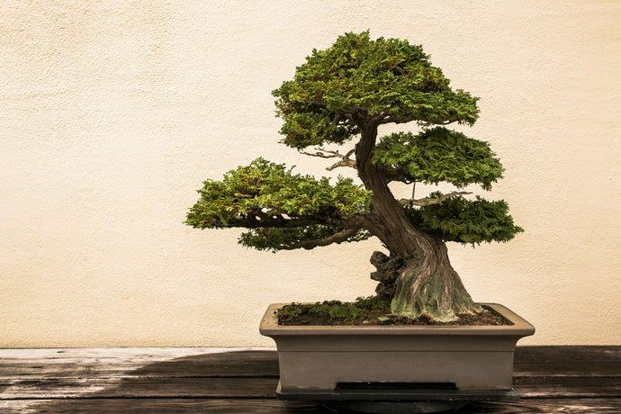 A Short Introduction to Japanese Bonsai philosophy and Wabi Sabi
