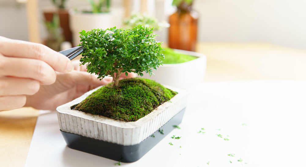 Can you Bonsai Any Tree ? Bonsai For Beginners  Wazakura Japan