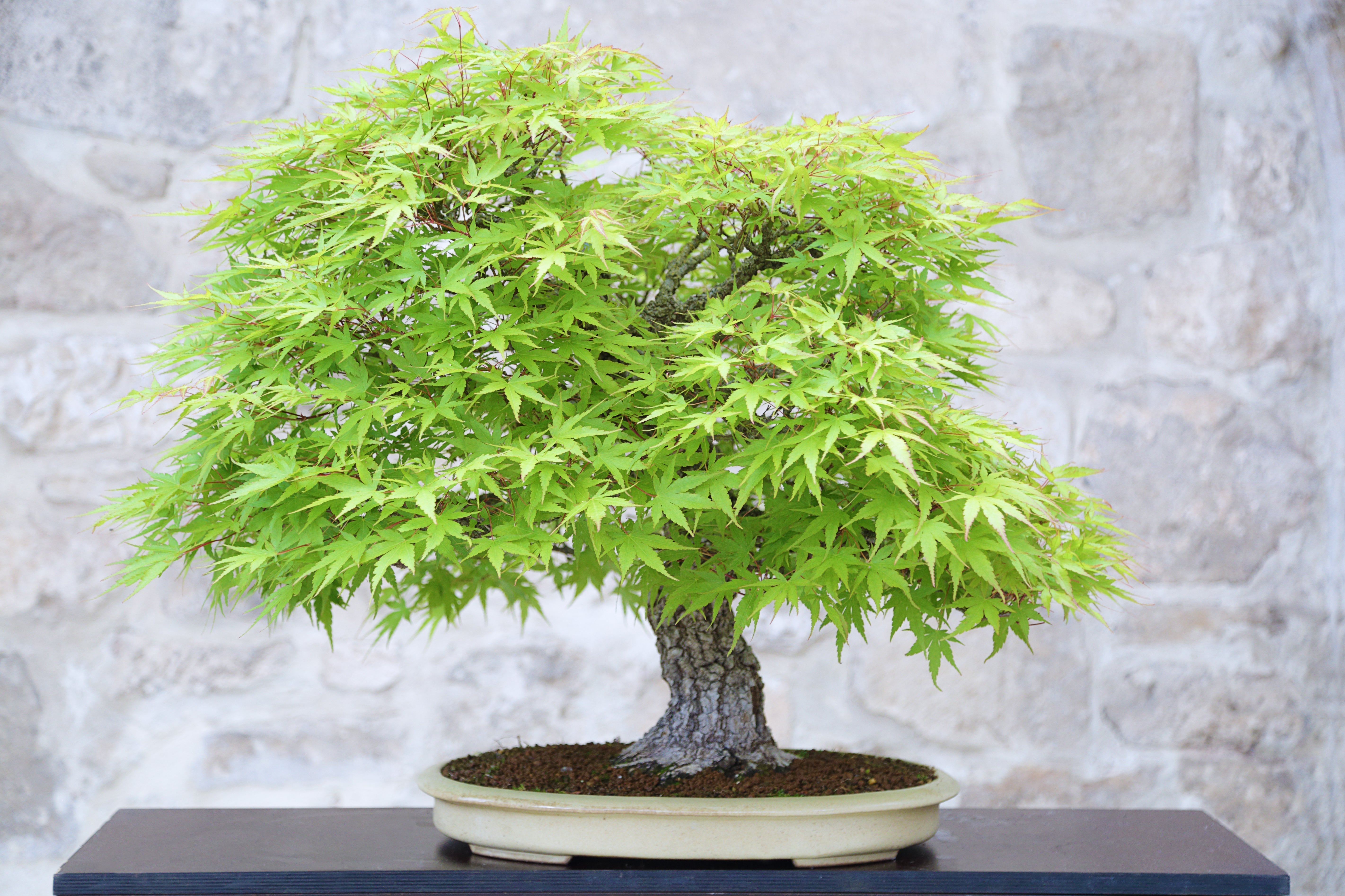 Vol#27 如何種植楓樹盆景（Maple Bonsai） – Wazakura Japan