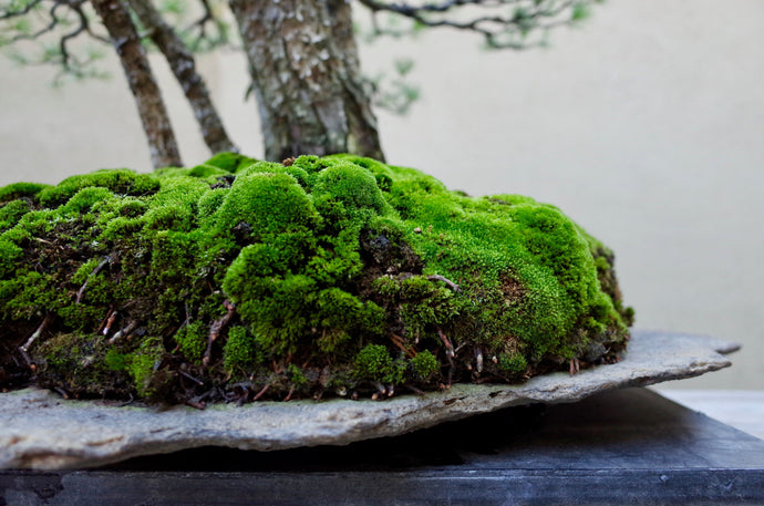 The Art of Moss Decoration in Bonsai Display