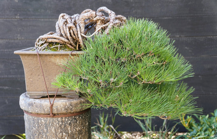 Black, White & Red Pine Bonsai: What's the difference?