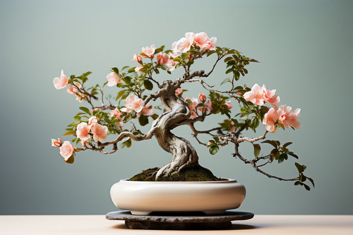 Vol#23 Bonsai Care in 2023, A Year in Review