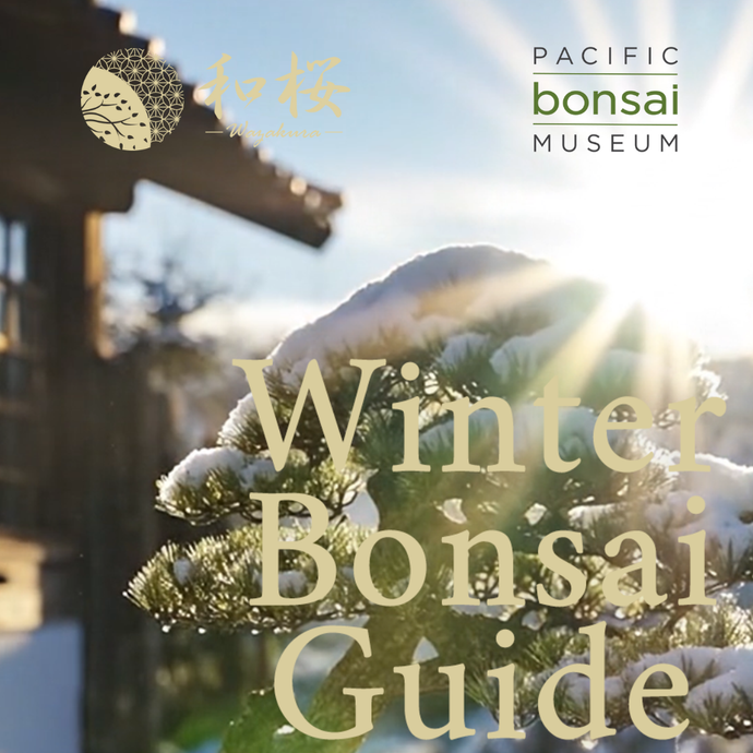 Winter Bonsai Care Guide: Expert Tips from Wazakura Japan & the Pacific Bonsai Museum