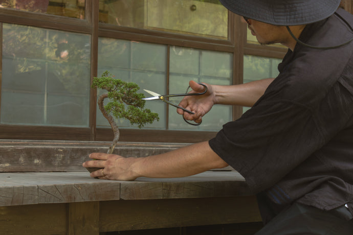 The Timeless Connection Between Wabi-Sabi and Bonsai: A Journey of Imperfection and Mastery