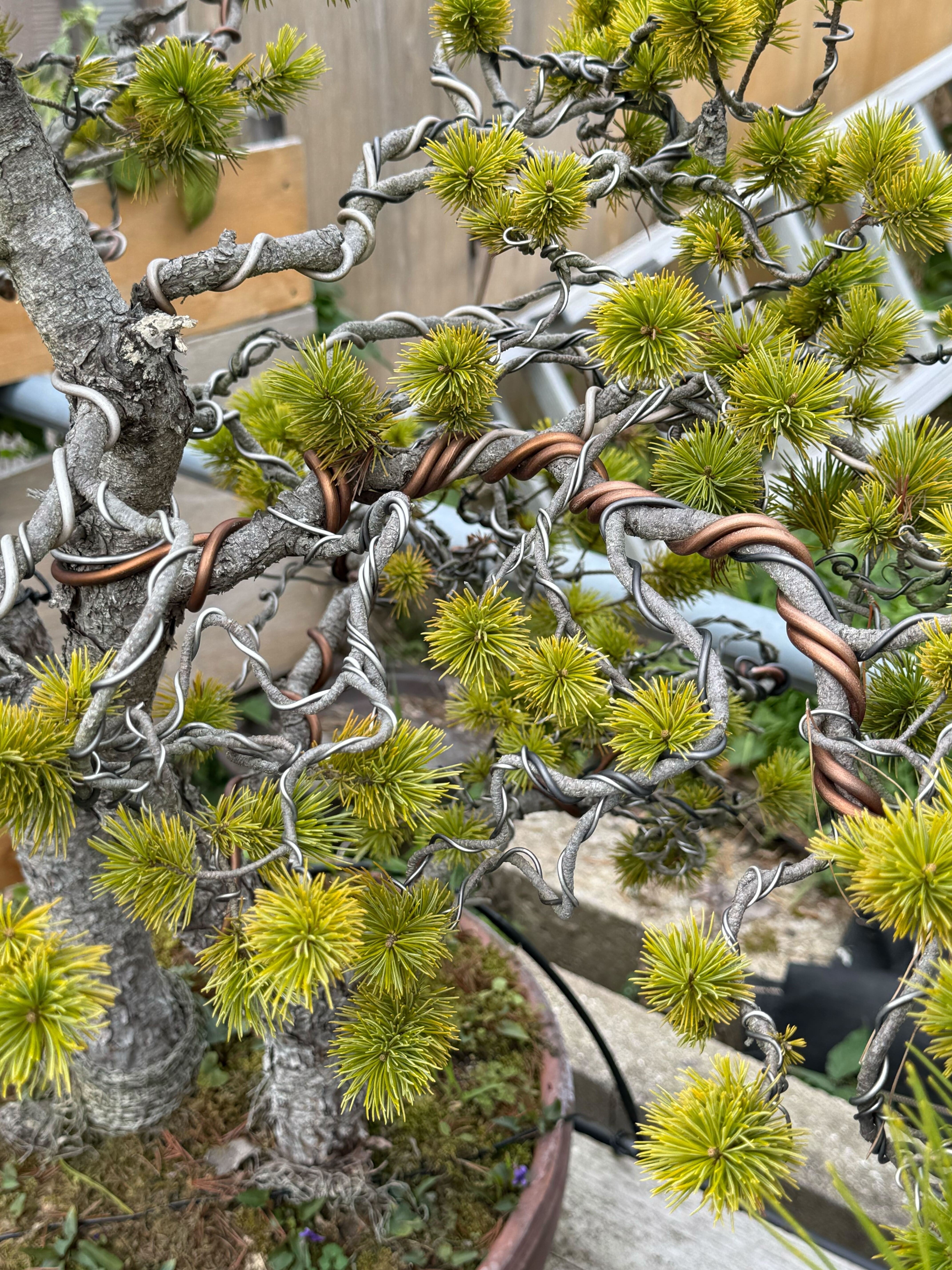 Bonsai Wiring For Beginners  Wazakura Japan