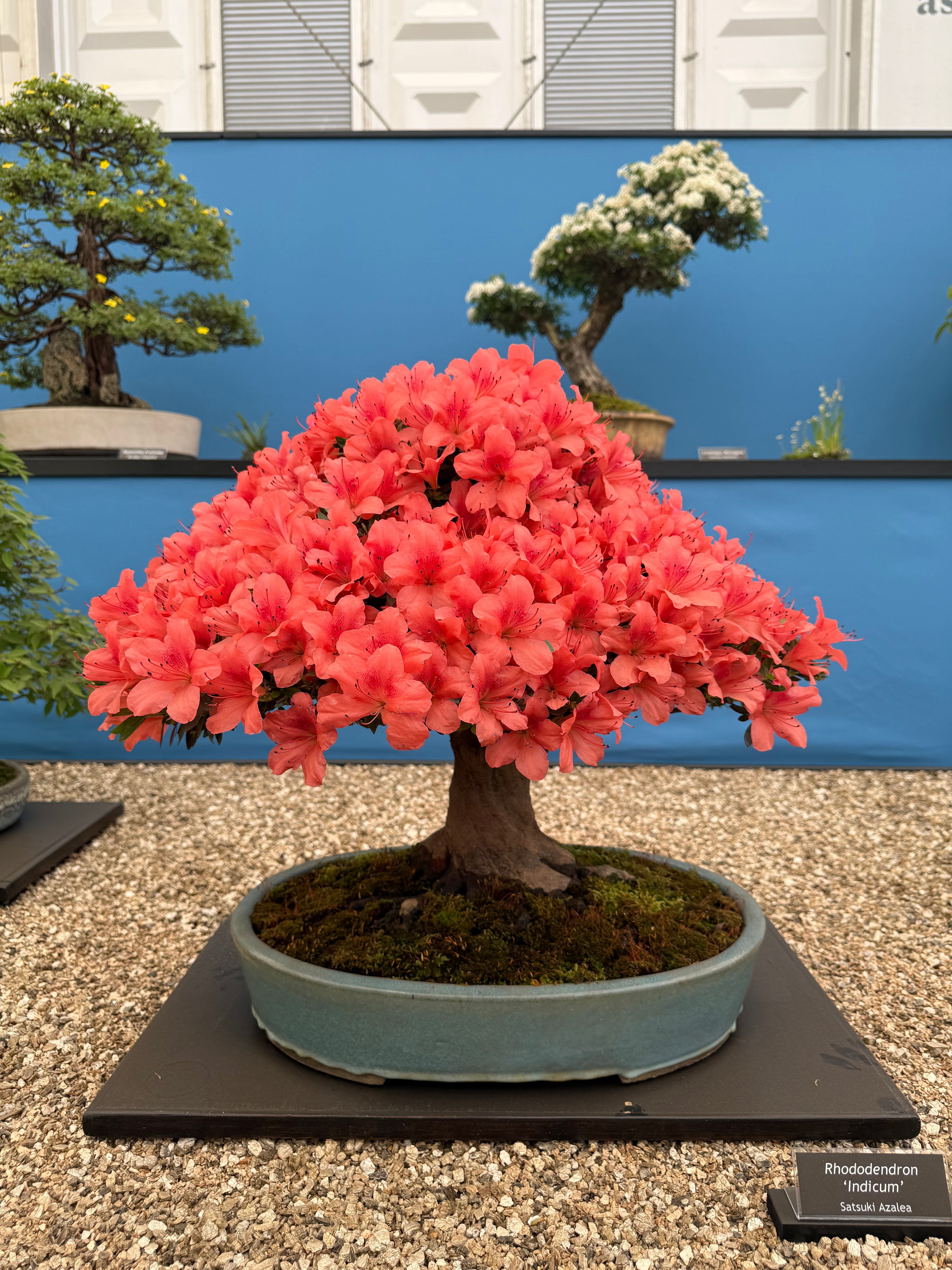 Discover the Beauty of Flowering Bonsai: Why Choose Rhododendron
