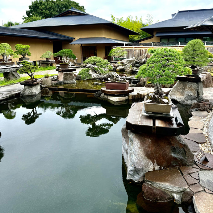 Omiya Bonsai Village: A Wazakura Japan Travel Guide