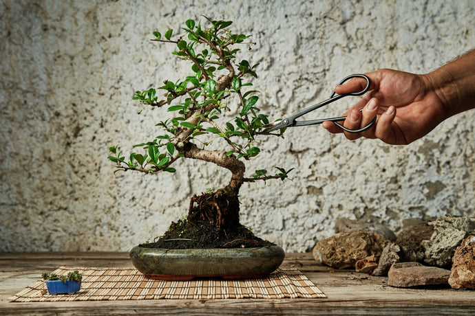 Vol#19 Bonsai Fundamentals: Identify Unwanted Branches in Bonsai Preparation