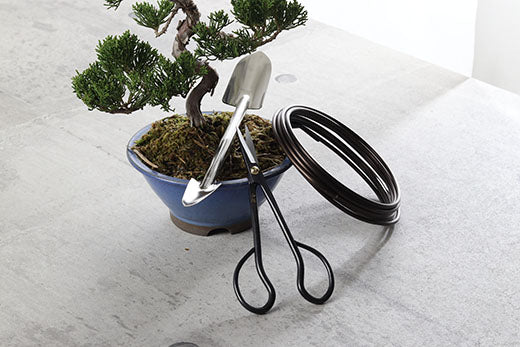 Bonsai Tools for Beginners: 3 things you need to know