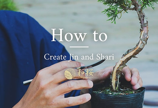 Bonsai for Beginners: Bonsai Carving & How to Create jin and shari   Wazakura Japan