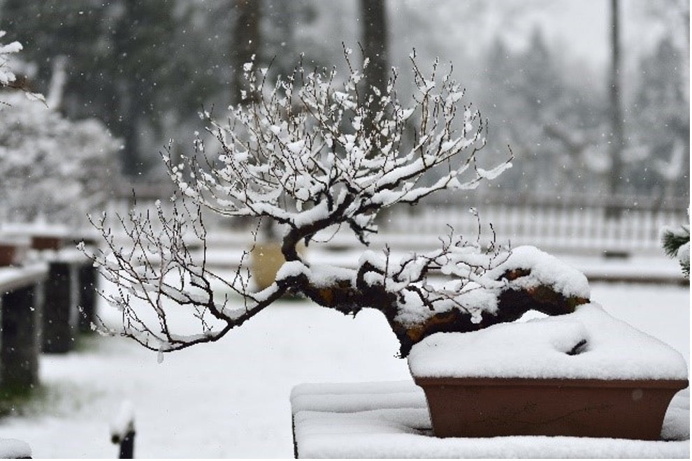 Vol#2 Bonsai Tree Care: How to Prepare your Bonsai Tree for Winter – Wazakura Japan
