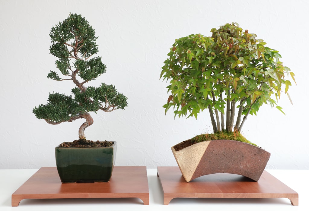 https://wazakurajapan.com/cdn/shop/articles/top_how_do_i_select_a_bonsai_pot-min_1_1024x.jpg?v=1652346912