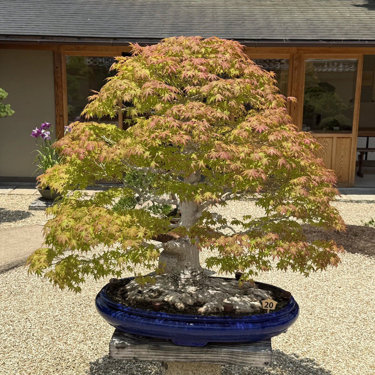 Wazakura Japan | 日本园艺、盆栽与插花工具