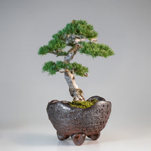 Load image into Gallery viewer, [ Shigaraki Series ] Rustic Crescent Shape Bonsai Pot 6.3 in (160 mm)
