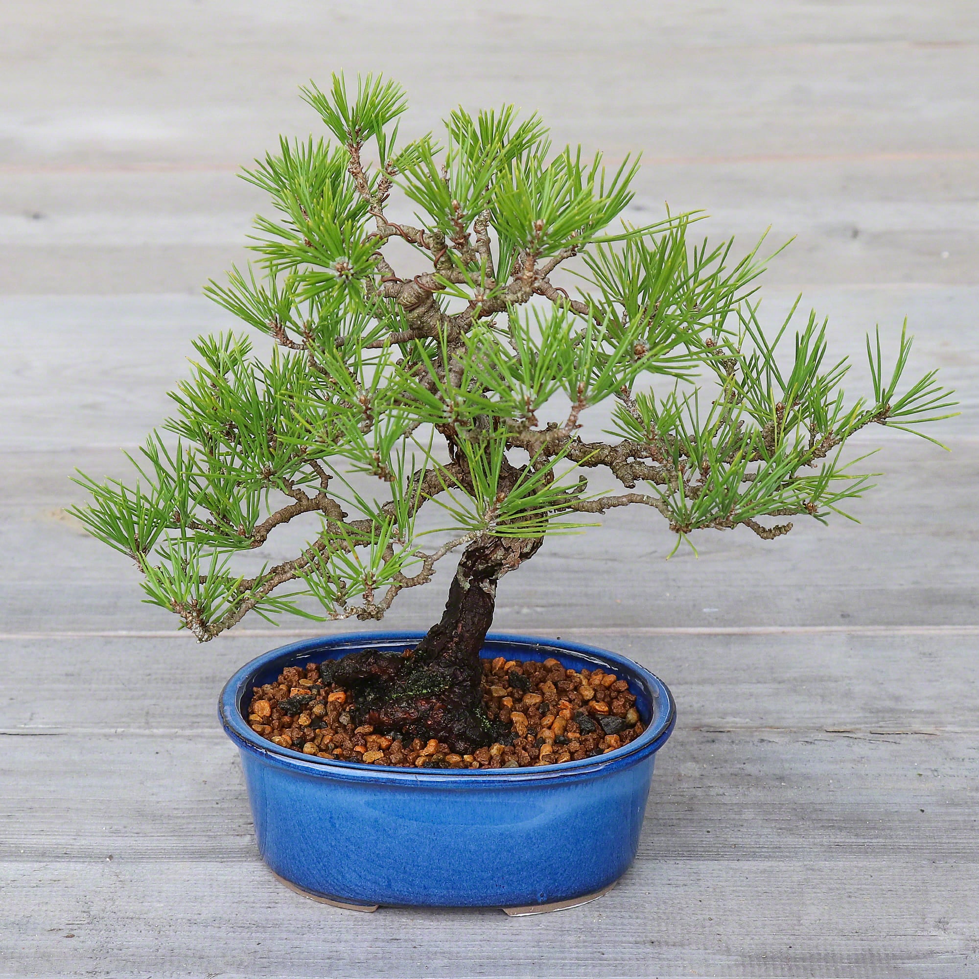 bonsai plant pots for sale Wazakura Japan 2PCS Oval Bonsai Pots Banko Ware