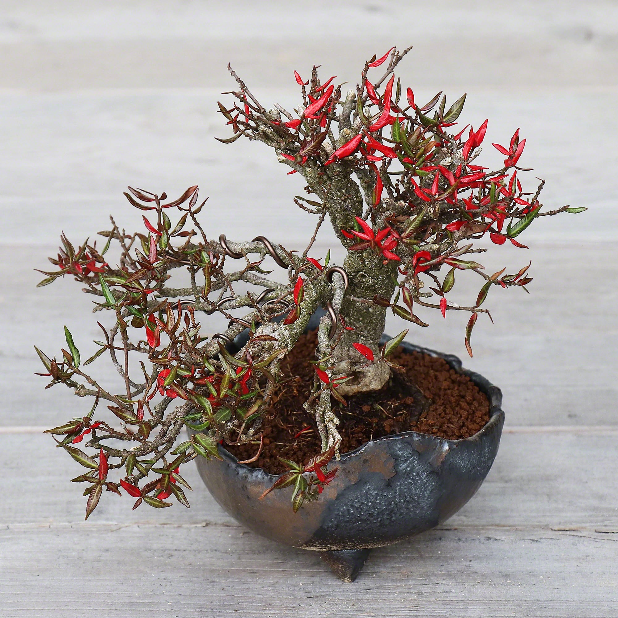 ceramic pots for bonsai trees Wazakura Japanese Rustic Crescent Bonsai Pot 4.7" (120mm)