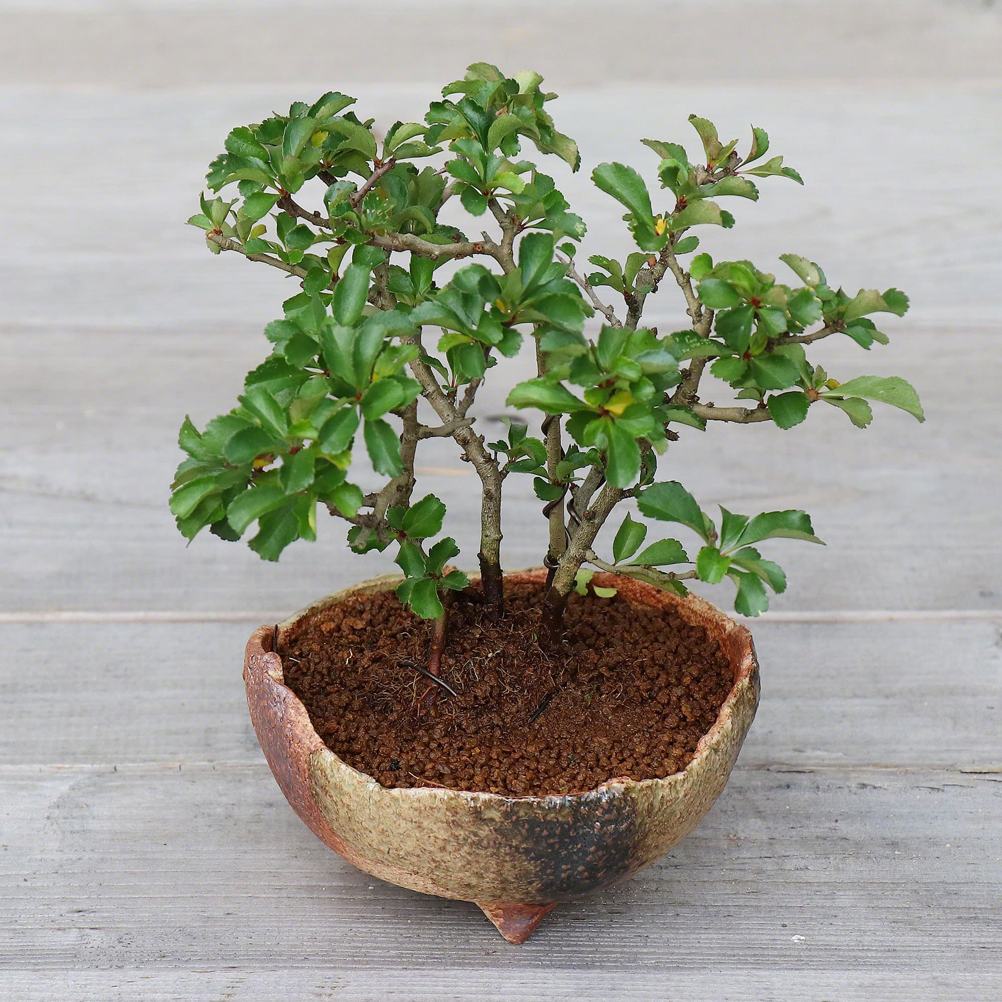 pots for bonsai plants Wazakura Japanese Rustic Crescent Bonsai Pot 4.7" (120mm) Banko Ware