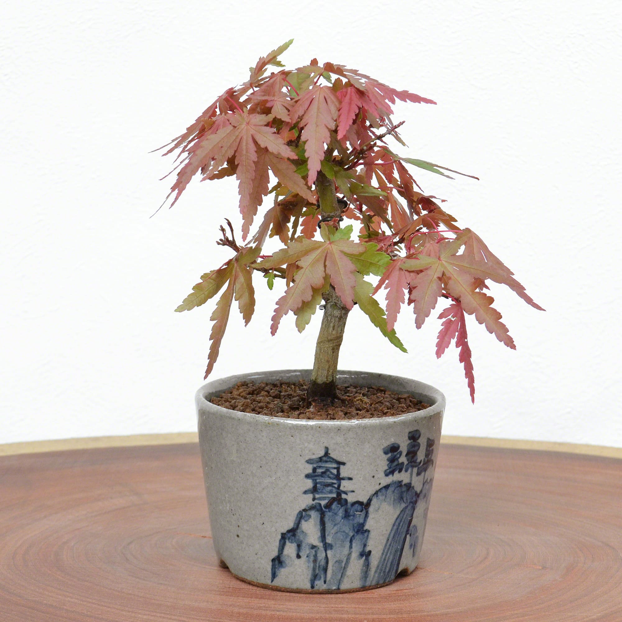 Handmade bonsai pot, 13 cm, Maker: Kakuzan