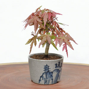 [ Banko Series ] Small Bonsai Pot 3.5" (90mm) Hand painted - Sansui Japanese Landscape