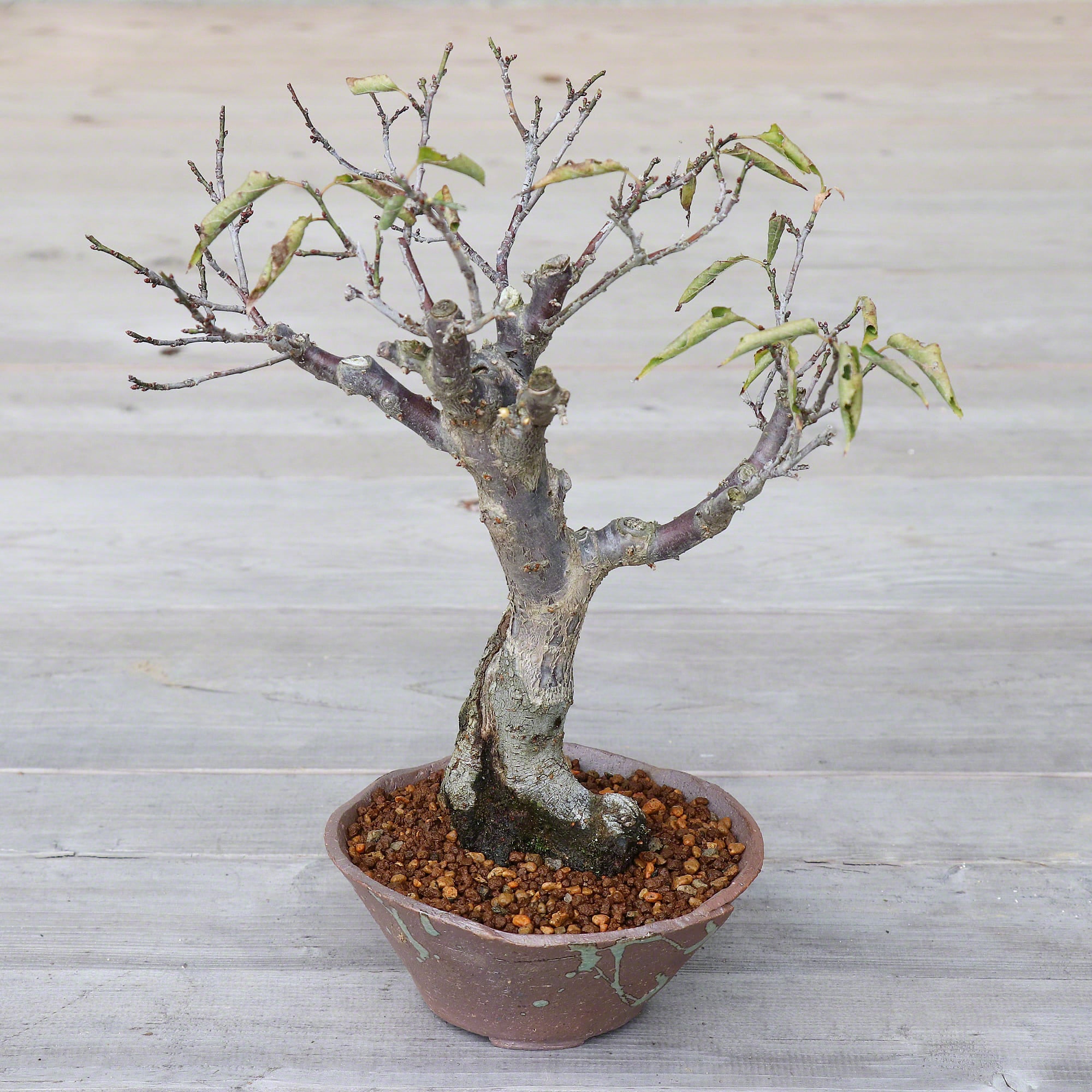 Wazakura Banko Serie – 2-Delige Handgemaakte Bonsai Pot Set met Afvoergaten – Made in Japan – Keramische Tuinkom, Decoratieve Ovale Bloemenvaas, Geglazuurd – Blauwe Ronde 2-Delige Set Wazakura Banko Serie – 2-Delige Handgemaakte Bonsai Pot Set met Afvoergaten – Made in Japan – Keramische Tuinkom, Decoratieve Ovale Bloemenvaas, Geglazuurd – Blauwe Ronde 2-Delige Set