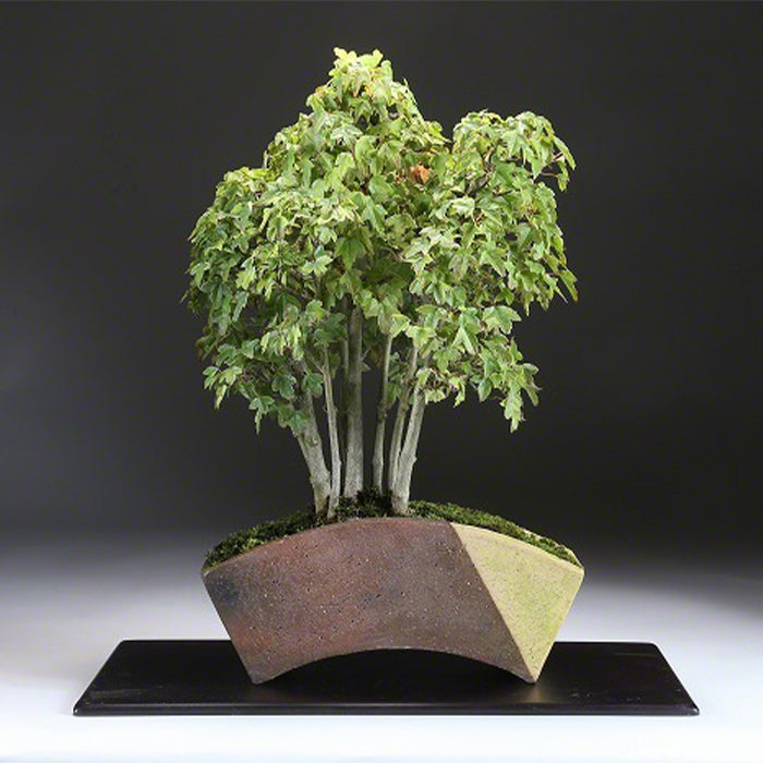 bonsai tree etsy Tokoname Fan Shaped Bonsai Pot 6.8”(174mm) MADE IN JAPAN – Wazakura Japan