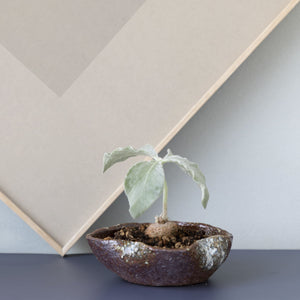 [ Shigaraki Series ] Leaf Shaped Ceramic Bonsai Pot 5.9" (150 mm)
