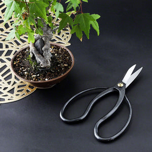 Traditional Scissors presented on Black background wnext to small bonsai
